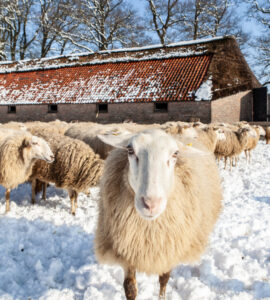 schaapskooi ginkelseheide albertwillemsen