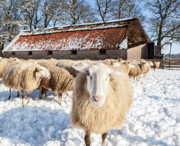 schaapskooi ginkelseheide albertwillemsen