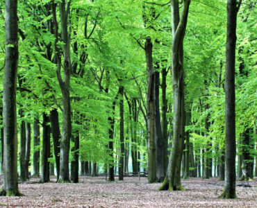 Paul Klein Edese Bos 2