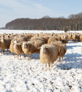 ginkelse heide schapen albert willemsen