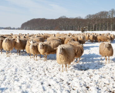 ginkelse heide schapen albert willemsen