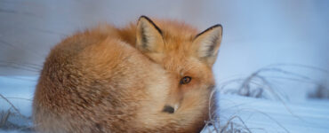 ray hennessy fox winterfonds