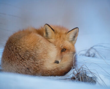 ray hennessy fox winterfonds