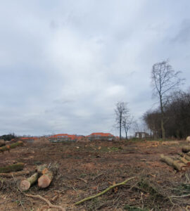 Wat is er met de bomen aan de Parklaan gebeurd? 14 bomenkap parklaan martin mol