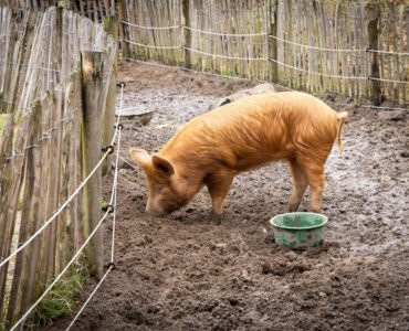 smaakpark varken foto world food center
