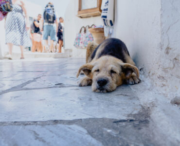 zwerfhond dierenambulance ede
