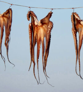 ilse orsel octopus edese ambtenaren belangenverstrengeling