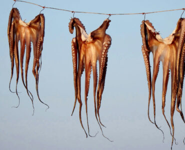 ilse orsel octopus edese ambtenaren belangenverstrengeling