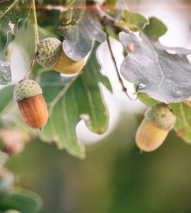 Plant Ede de beste bomen van Nederland? 15 denny muller zomereik