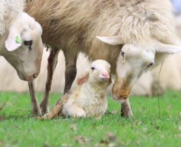Paul Klein Lammetje Schaapskooi Ginkelse Heide