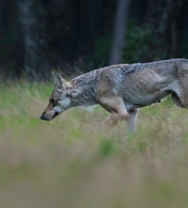 Wolf in Ede foto Jeroen Mondria