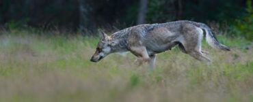 Wolf in Ede foto Jeroen Mondria