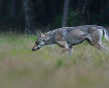 Wolf in Ede foto Jeroen Mondria