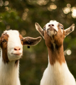 Zoönosen in Ede: kunnen wij ziek worden van dieren? 14 geiten q koorts bailey mahon