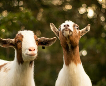 geiten q koorts bailey mahon