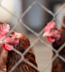 kippen kunnen vogelgriep dragen karol klajar