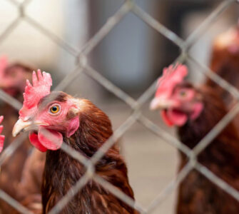 kippen kunnen vogelgriep dragen karol klajar