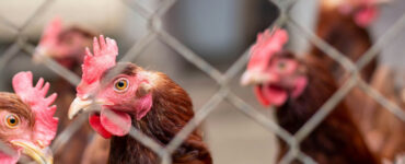 kippen kunnen vogelgriep dragen karol klajar