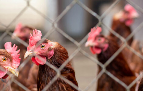 kippen kunnen vogelgriep dragen karol klajar