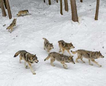 roedel wolven eva blue