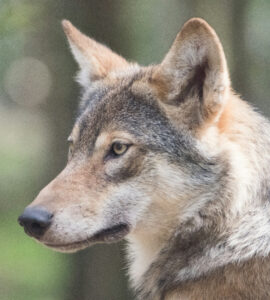 wolf ede m zonderling