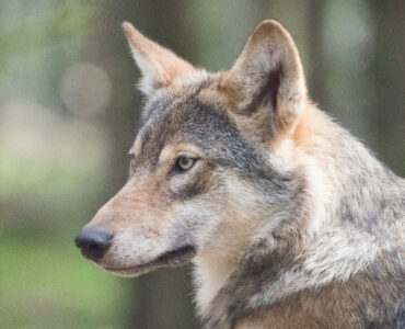 wolf ede m zonderling