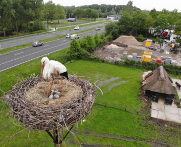Jan van Eck Ooievaar