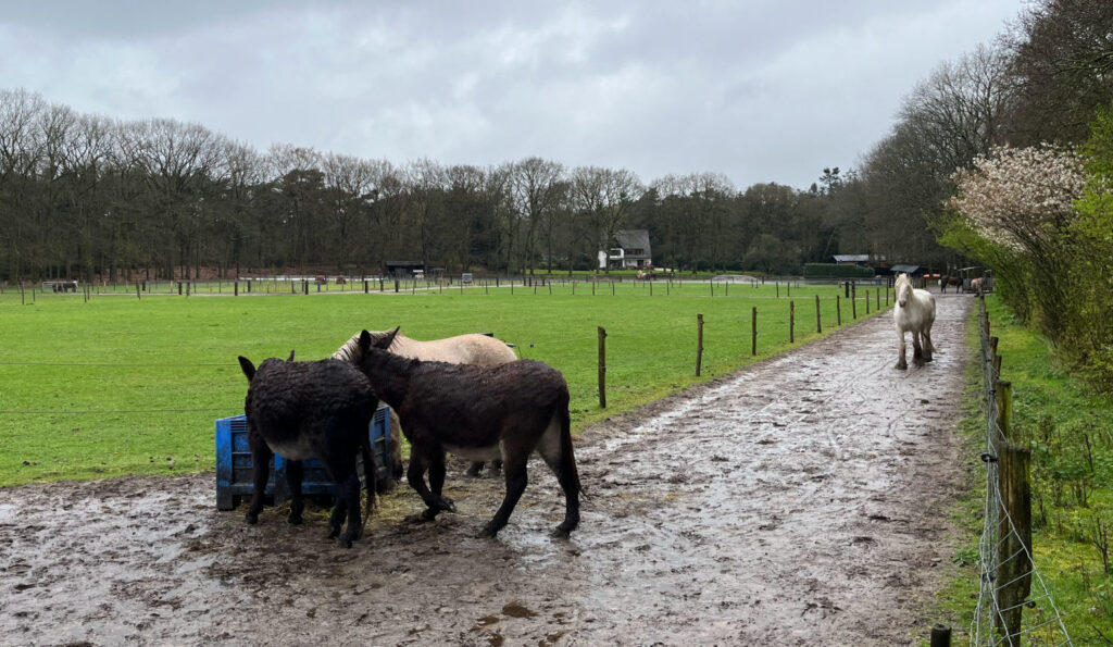 unitedsouls wekerom paarden ezels