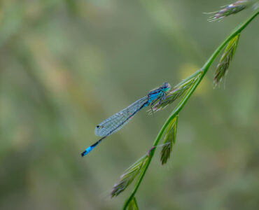 Petra Hoornenborg Libelle