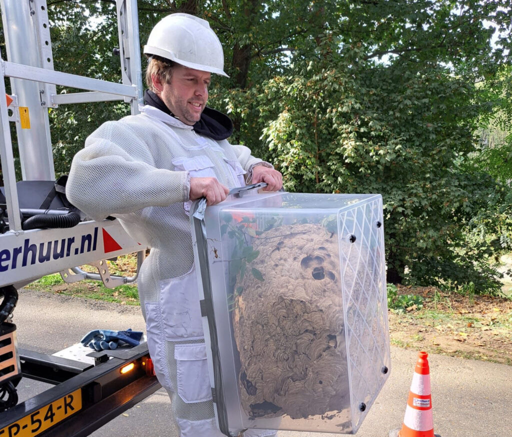 rob voesten aziatische hoornaar specialist