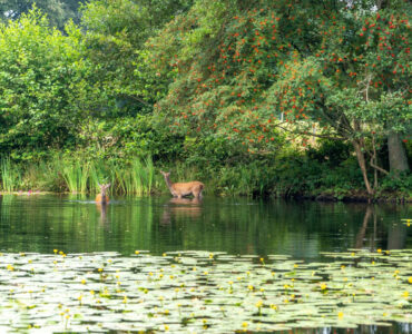 heidebloemplas reeen 2