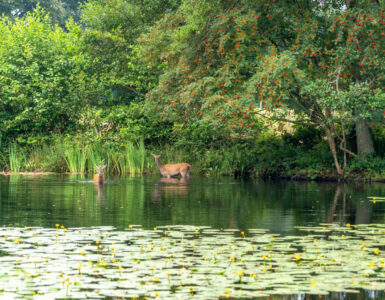 heidebloemplas reeen 2