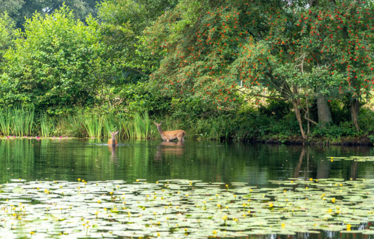 heidebloemplas reeen 2