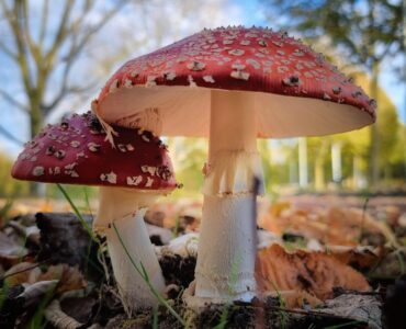 Chantalle Theuws paddenstoelen