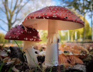 Chantalle Theuws paddenstoelen