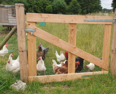 tuinderij pracht kippen 2