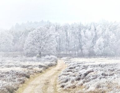 Ellen den Boer winter op de heide