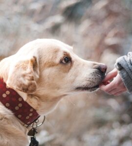Honden in Ede Lepale