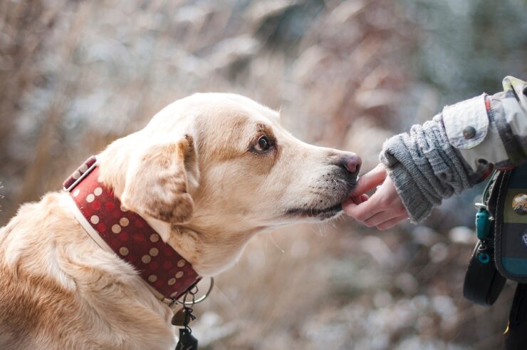 Honden in Ede Lepale