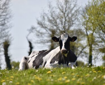 hoe komen we uit de stikstofimpasse