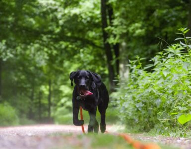 hond dominik zweil