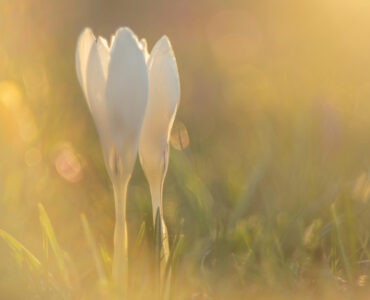 krokussen monica de jong wandelen in ede