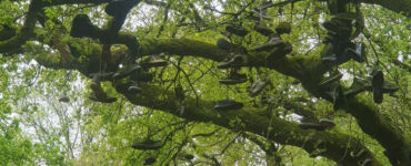 Aaltje Evers Brouwer schoenen Hoekelum horizontaal