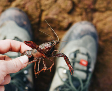 amerikaanse rivierkreeft mael balland