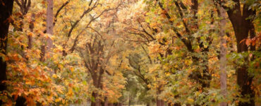 louiz prinsen noord ginkel herfst