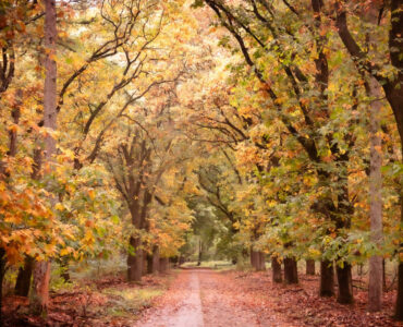 louiz prinsen noord ginkel herfst