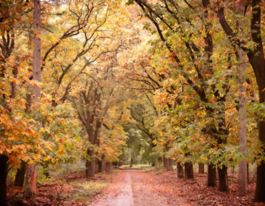 De week van Ede: Strenge handhaving roept vragen op 2 louiz prinsen noord ginkel herfst