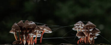 marc sol helmmycenas