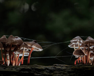 marc sol helmmycenas