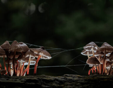 De week van Ede: College weigert inzage in Waterplan 3 marc sol helmmycenas